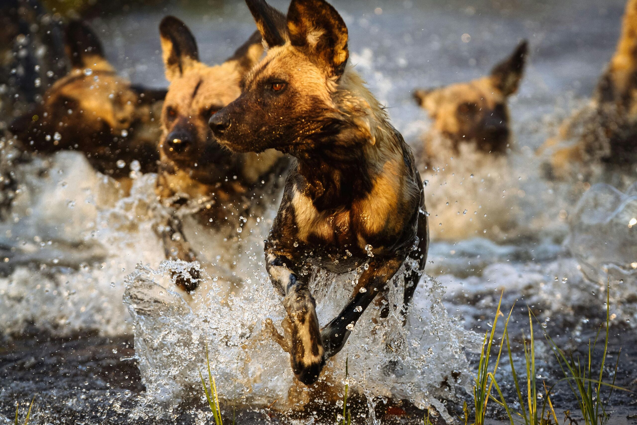 Top Five Places to see African Wild Dogs - Timbuktu