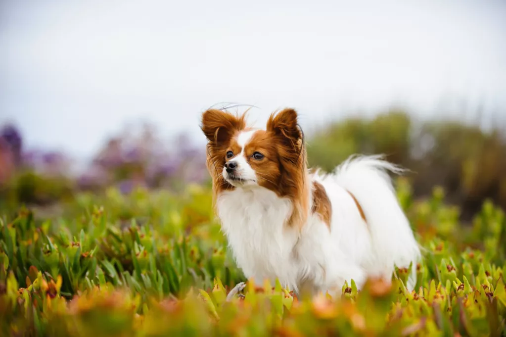 Papillon - All About Dogs | Orvis