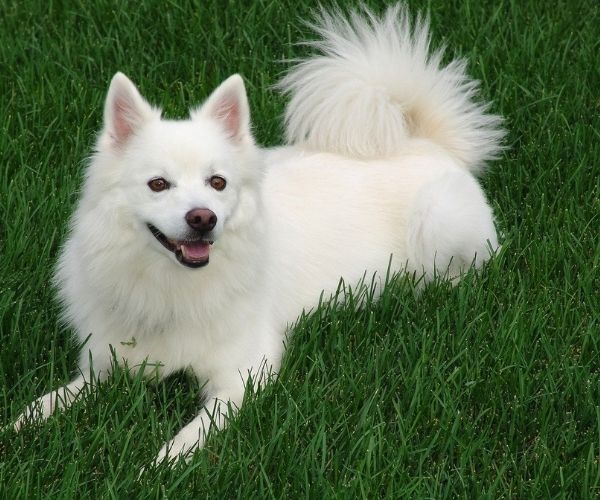 10 Small White Dog Breeds With Photos, 40% OFF