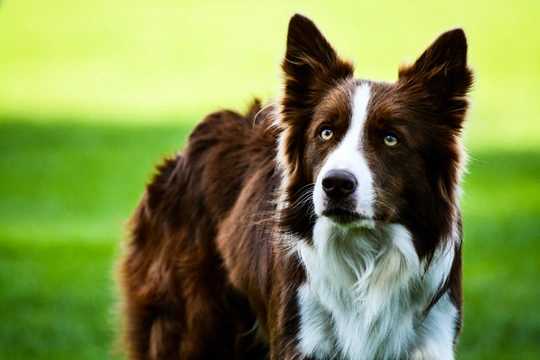 Glaucoma and goniodysgenesis DNA health testing for the Border collie dog breed | Pets4Homes