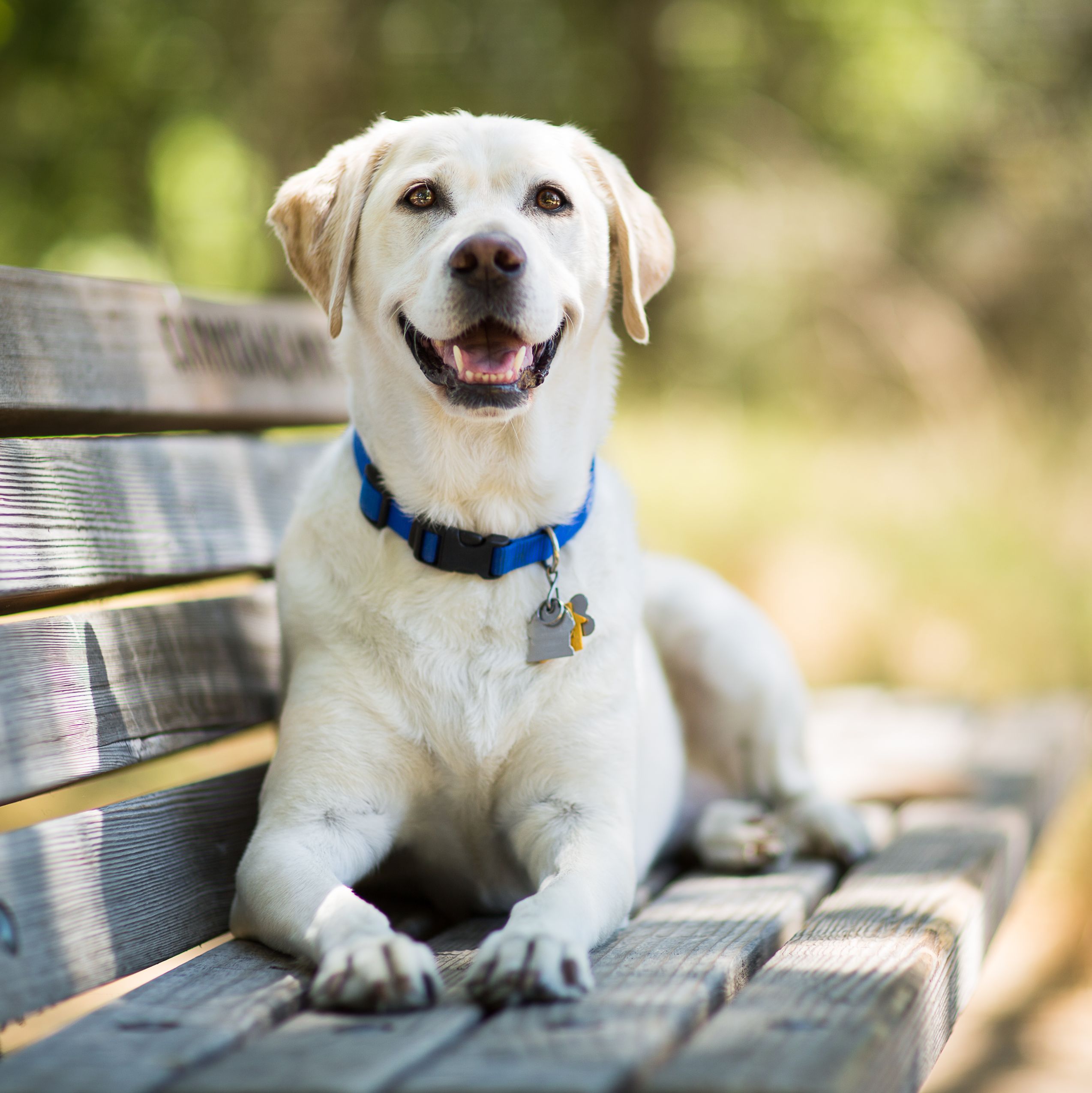 10 Most Popular Dog Breeds - AKC Best Dogs 2021
