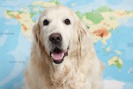 Pet Travel | Domestic and International Travel With a Pet