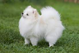 17 Small White Dog Breeds: Little Light-Colored Cuties!, 59% OFF