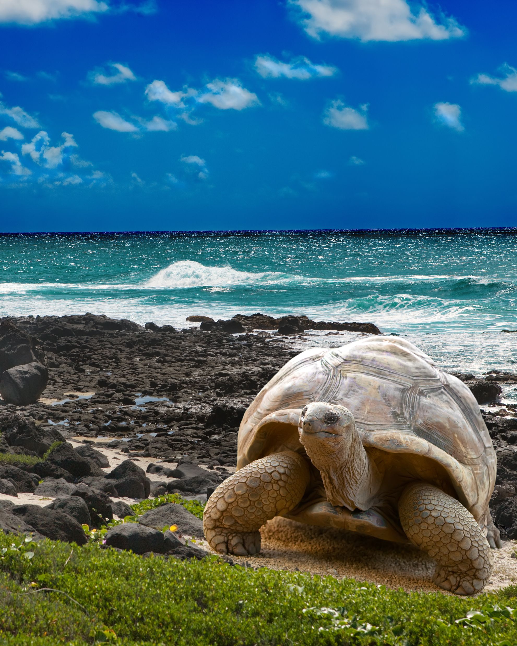 large turtle at sea edge on background of tropical landscape