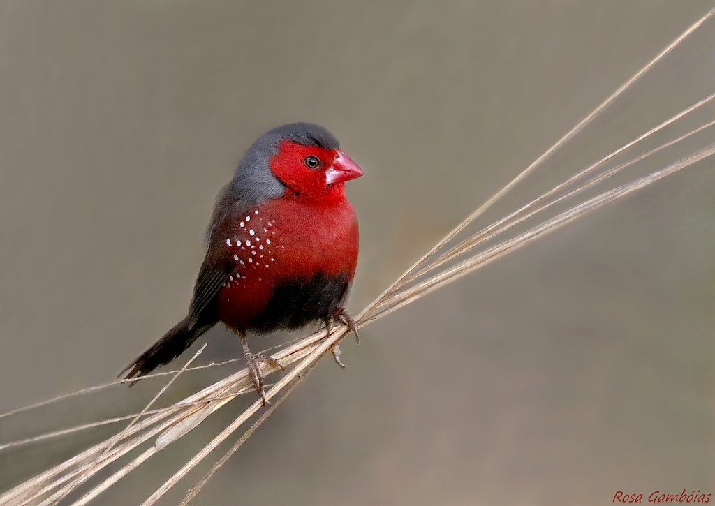 Crimson Finch (Neochmia phaeton) | Photo taken in low light,… | Flickr