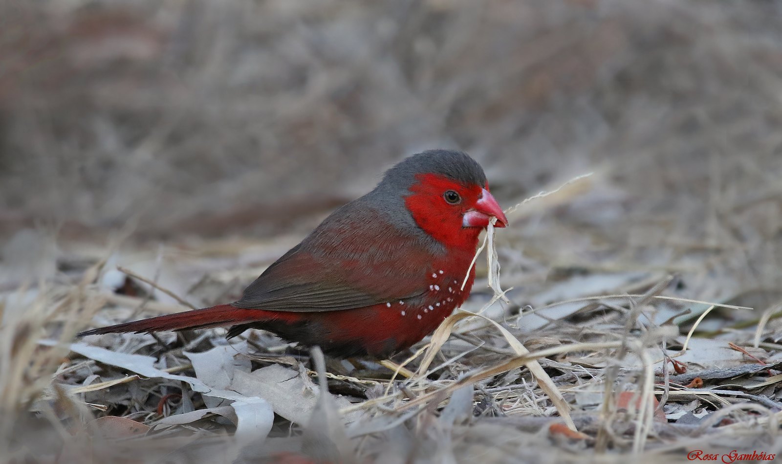 Crimson Finch (Neochmia phaeton) | Photo taken in low light.… | Flickr