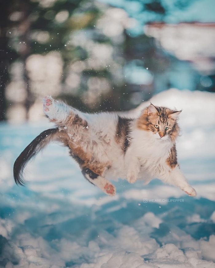 "Adventurous Norwegian Forest Cat Roams Freely in the Outdoors, Exuding Majestic Charm"