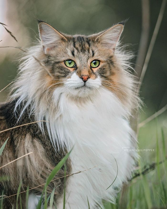 "Adventurous Norwegian Forest Cat Roams Freely in the Outdoors, Exuding Majestic Charm"