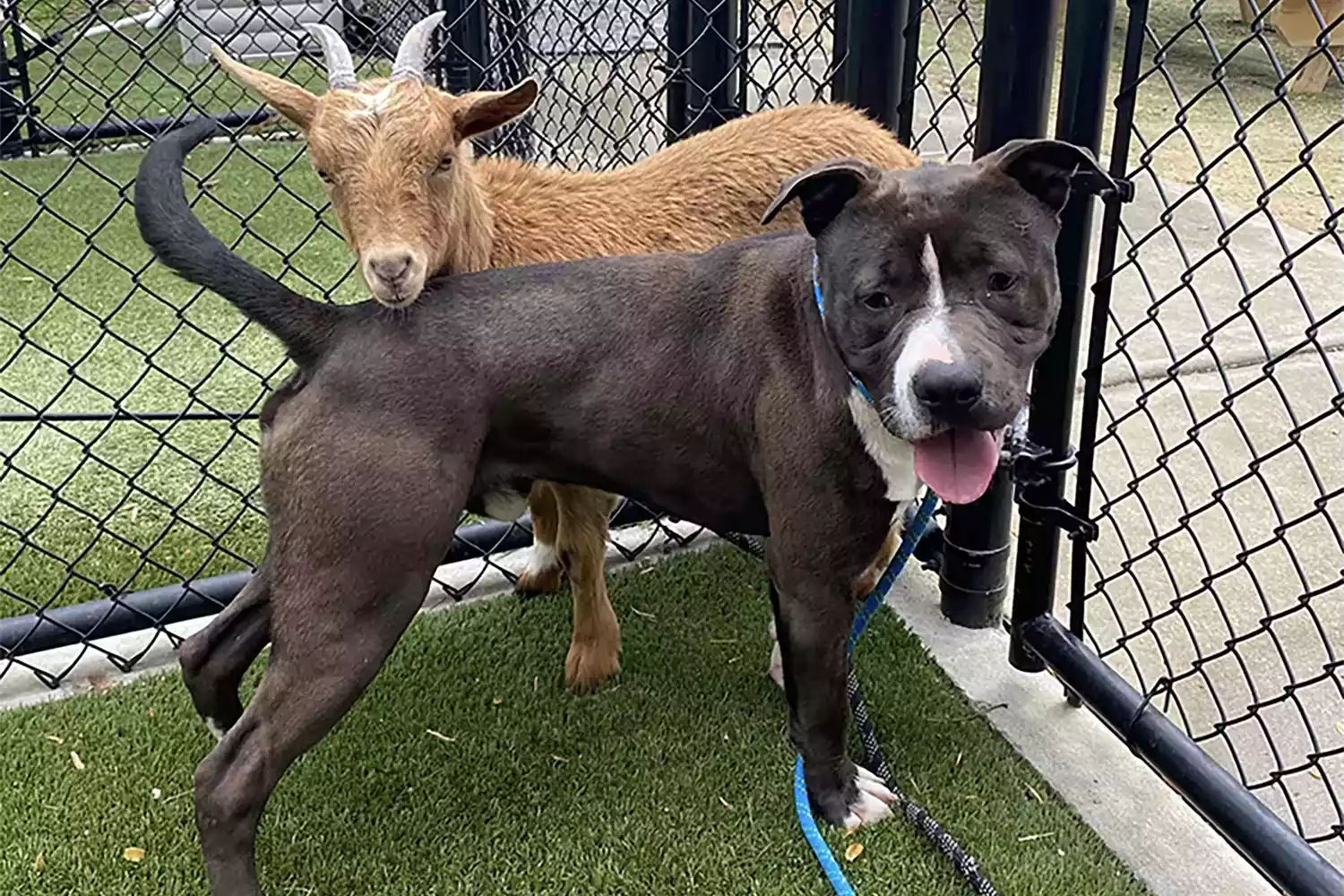 dog and goat best friends at shelter. https://www.facebook.com/wakegov/posts/pfbid0mhfS8r2aFWHBXcMyUzUPmmLbcEUAshJKPqHDgocJyB783dmF6yJQbR6yAbNbgv8Ll. https://www.wake.gov/news/wake-county-animal-center-help-goat-and-dog-duo-find-forever-home?fbclid=IwAR2-wECwO0eEpL0h6Rwb-2JUqohD_vlgAyAJiJZl0qXEqOKsFwkzoiZ97d8. Wake County Government