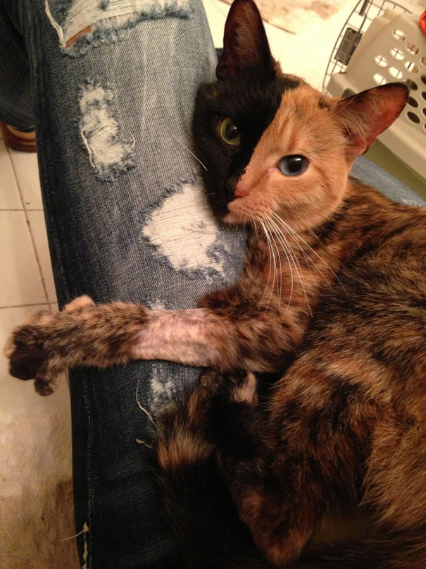 Say Hello to Venus, the Fascinating and Unique Two-Faced Chimera Feline
