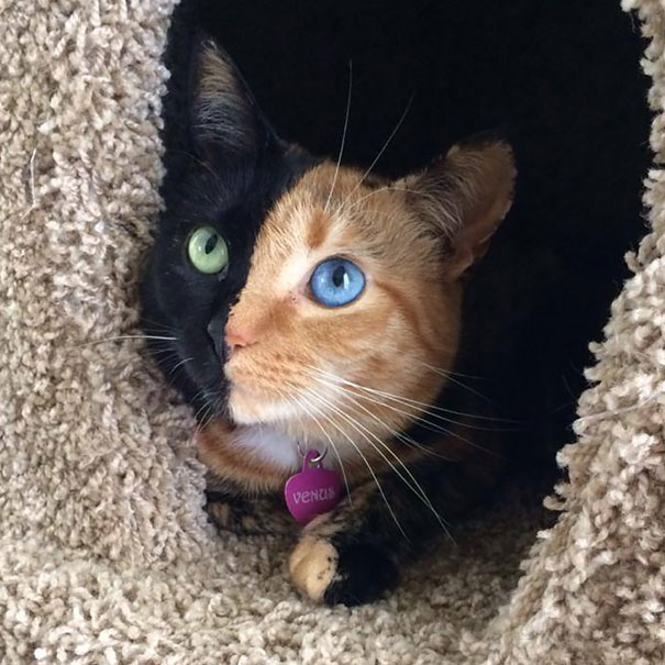 Say Hello to Venus, the Fascinating and Unique Two-Faced Chimera Feline