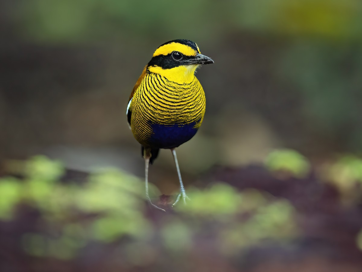 Bornean Banded-Pitta - Hydrornis schwaneri - Birds of the World