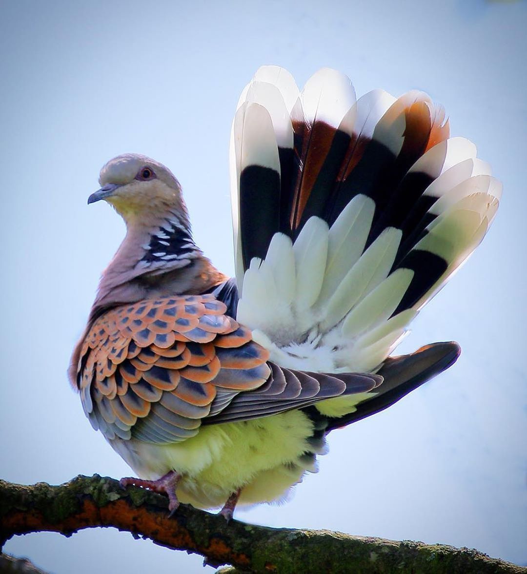 Vacations | Travel | Nature on Instagram: “The turtle dove ✨😍 Otmoor Nature Reserve, Oxfordshire, United Kingdom. Photo by @bass23” | カラフルな鳥類, 美しい鳥, 鳥の写真