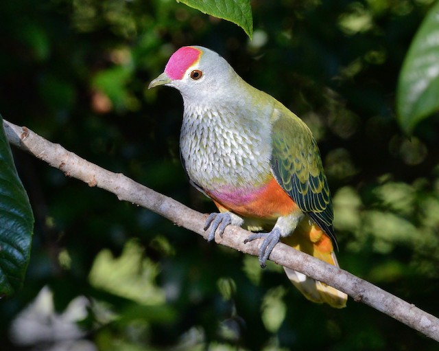 Rose-crowned Fruit-Dove - eBird