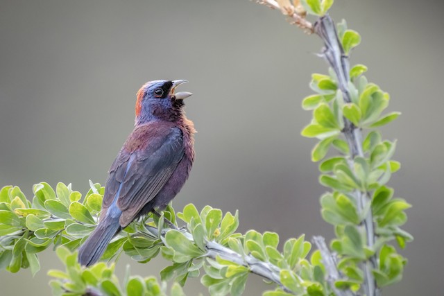 Varied Bunting - eBird