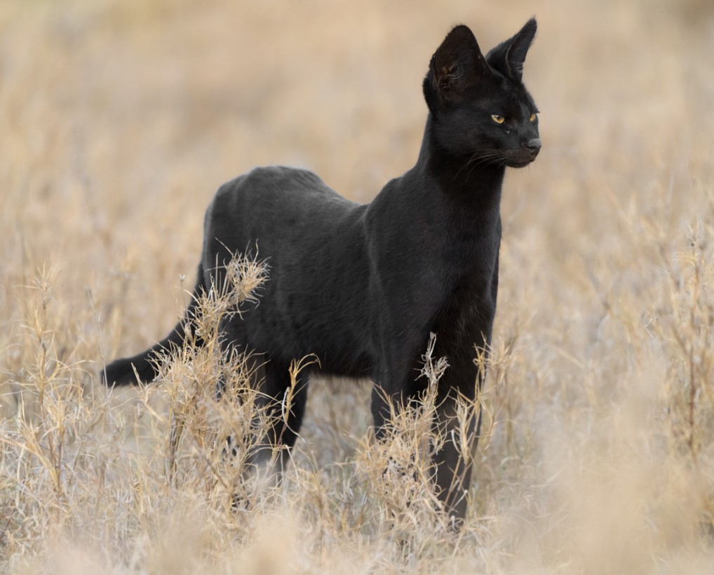 Discover the legendary African black cat with its captivating appearance.NgocChau