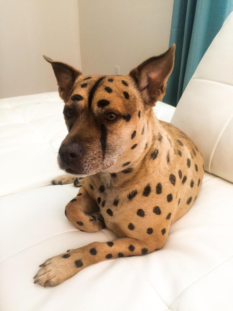 My friends' dog went as a cheetah this Halloween : r/aww