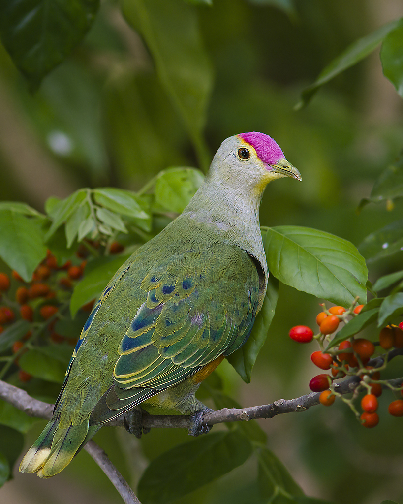 Rose-crowned Fruit Dove (Ptilinopus regina) | Rose-crowned F… | Flickr