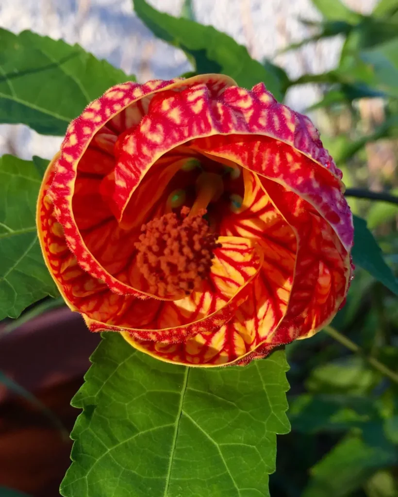 "Abutilón