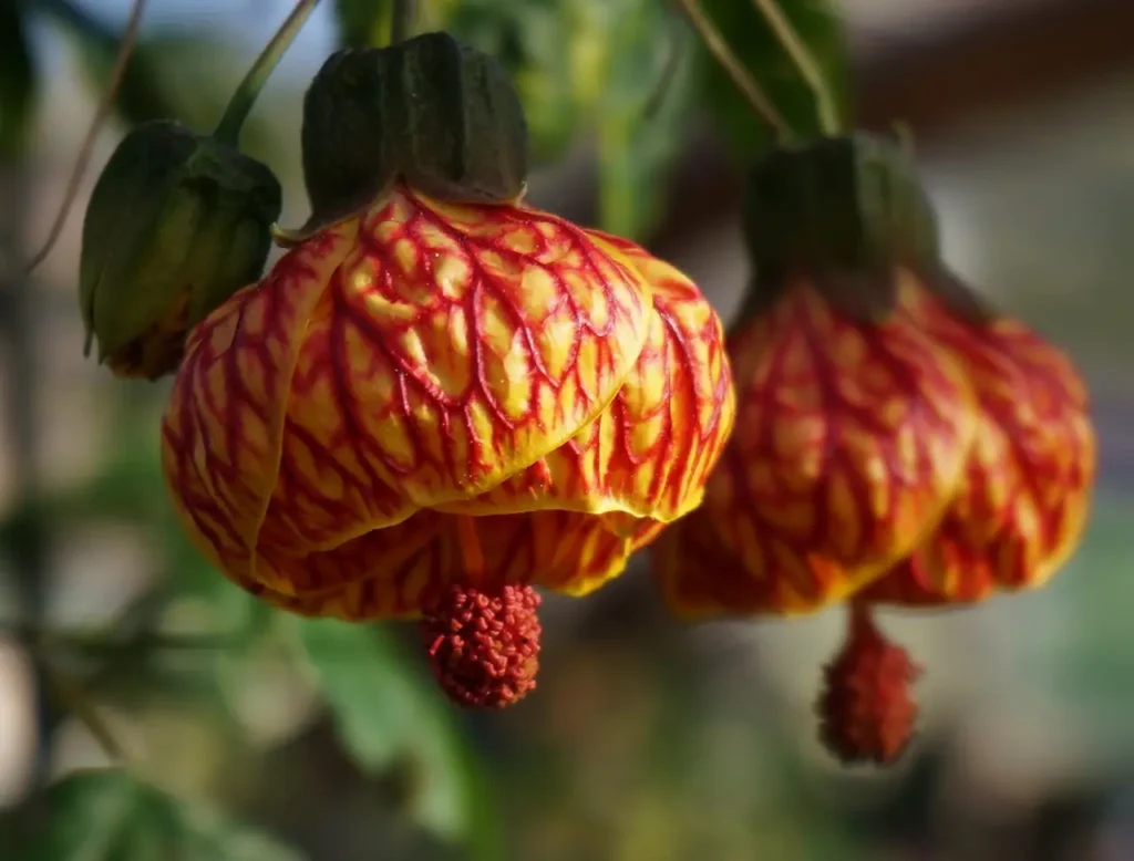 "Abutilón