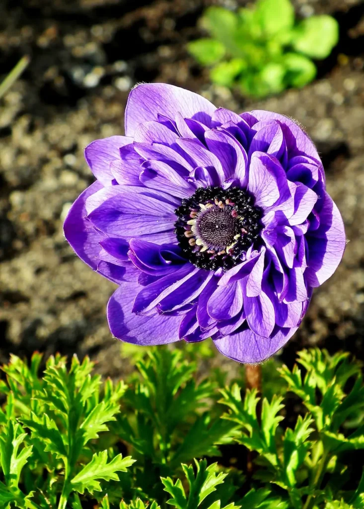 ""Anemone"