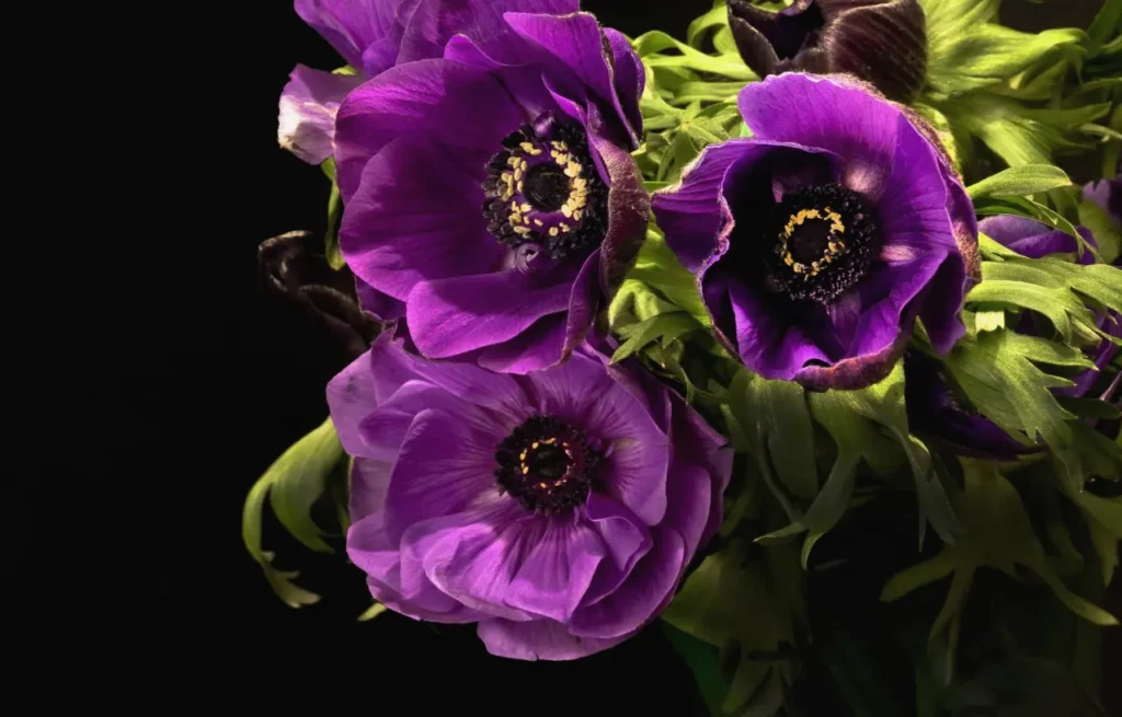 ""Anemone"