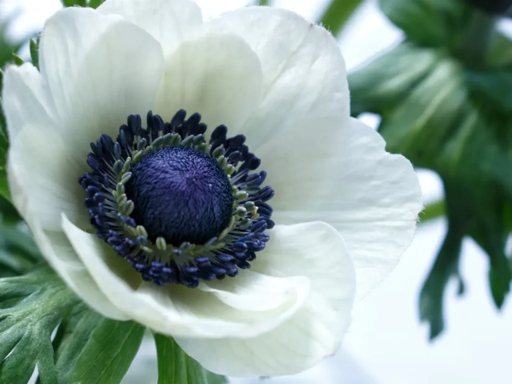 ""Anemone"