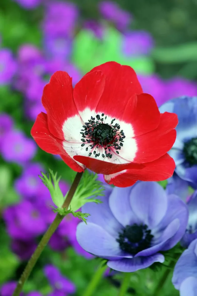 ""Anemone"