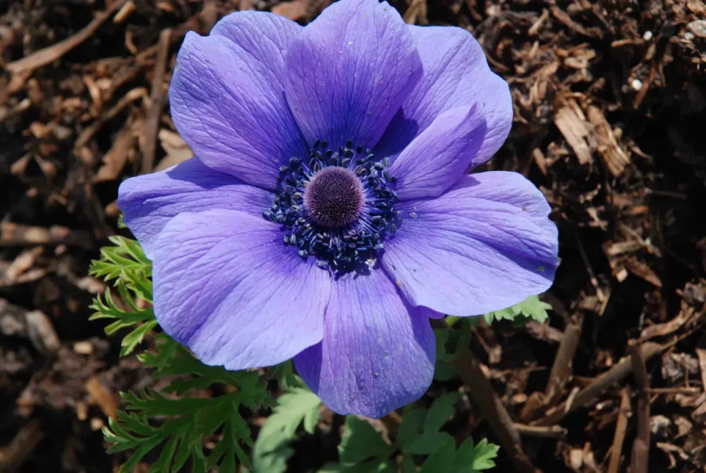 ""Anemone"