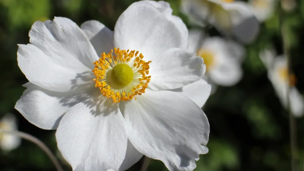 ""Anemone"