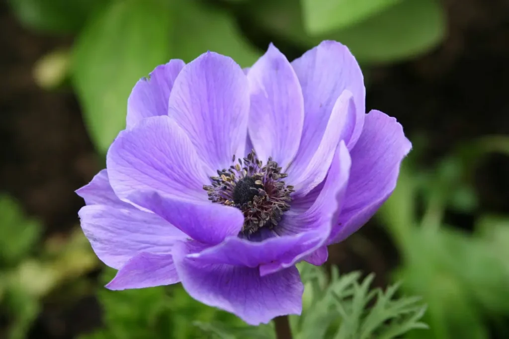 ""Anemone"