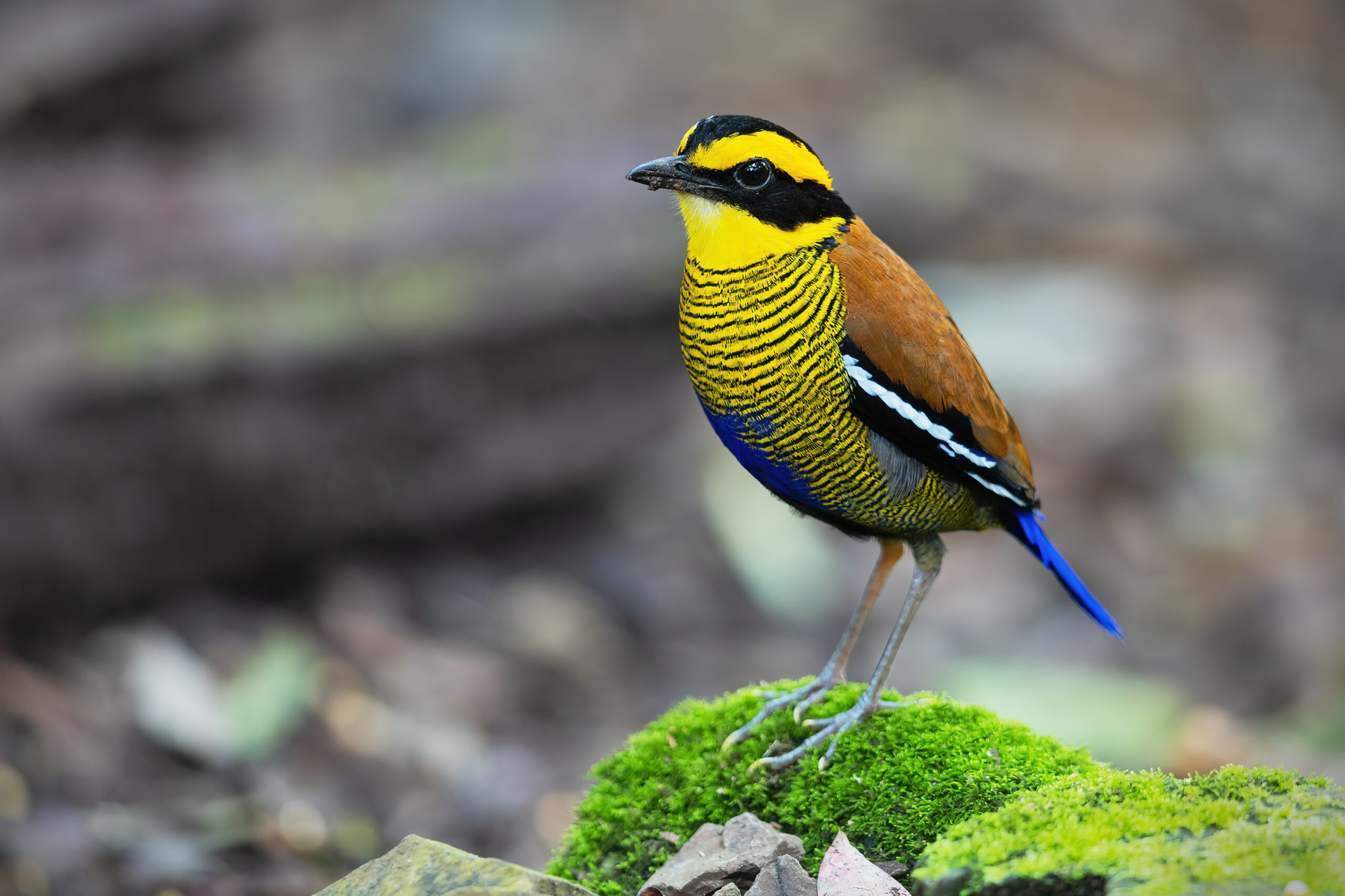 Bornean banded pitta - Wikipedia