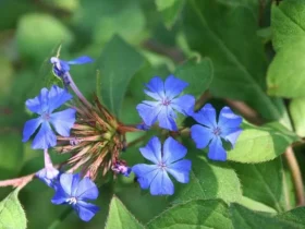 ""ceratostigma"