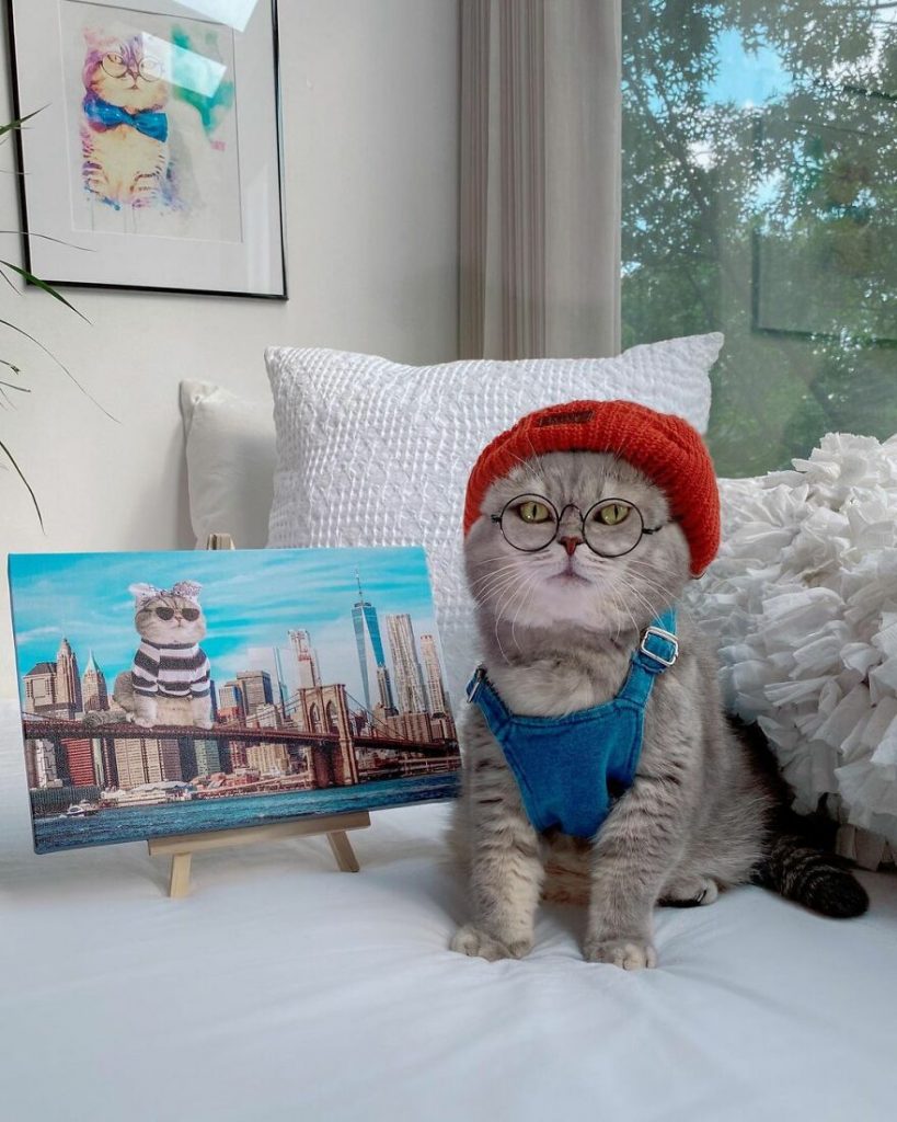 Cat Finds A New Home And Becomes An Instagram Model With Its Cute Outfits