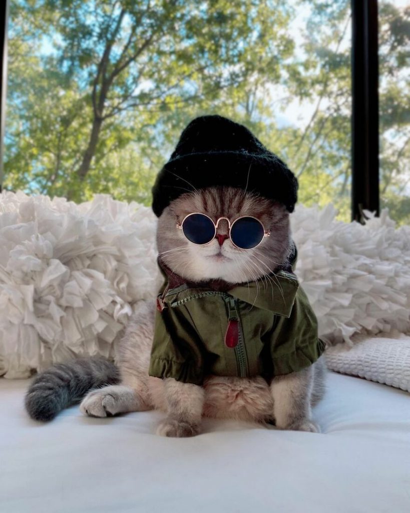 Cat Finds A New Home And Becomes An Instagram Model With Its Cute Outfits