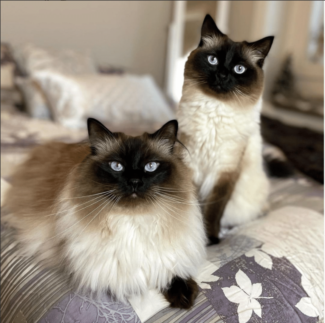 Hang Out with Sasha Logan: The Cozy World of Two Adorable Fluffy Kitties