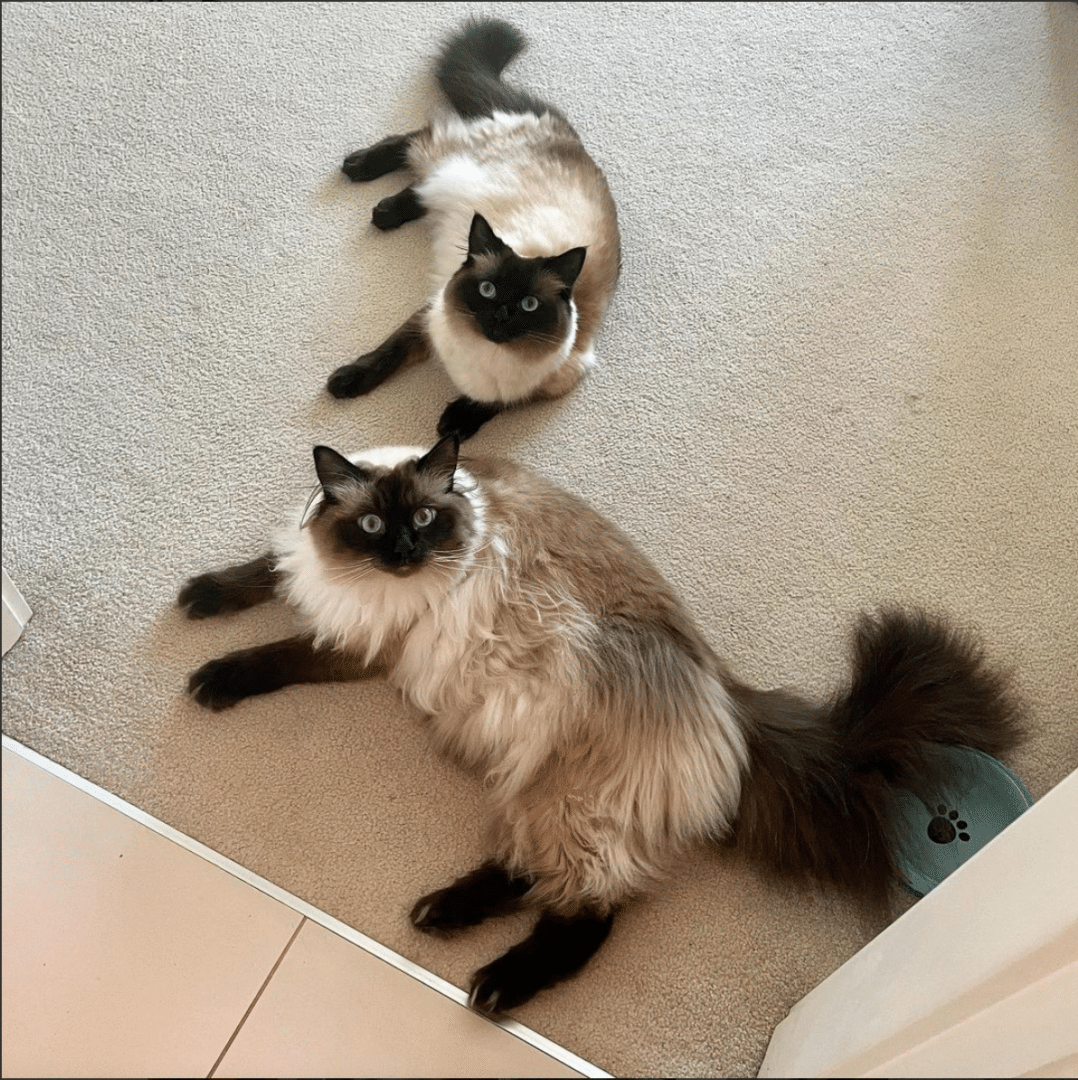 Hang Out with Sasha Logan: The Cozy World of Two Adorable Fluffy Kitties