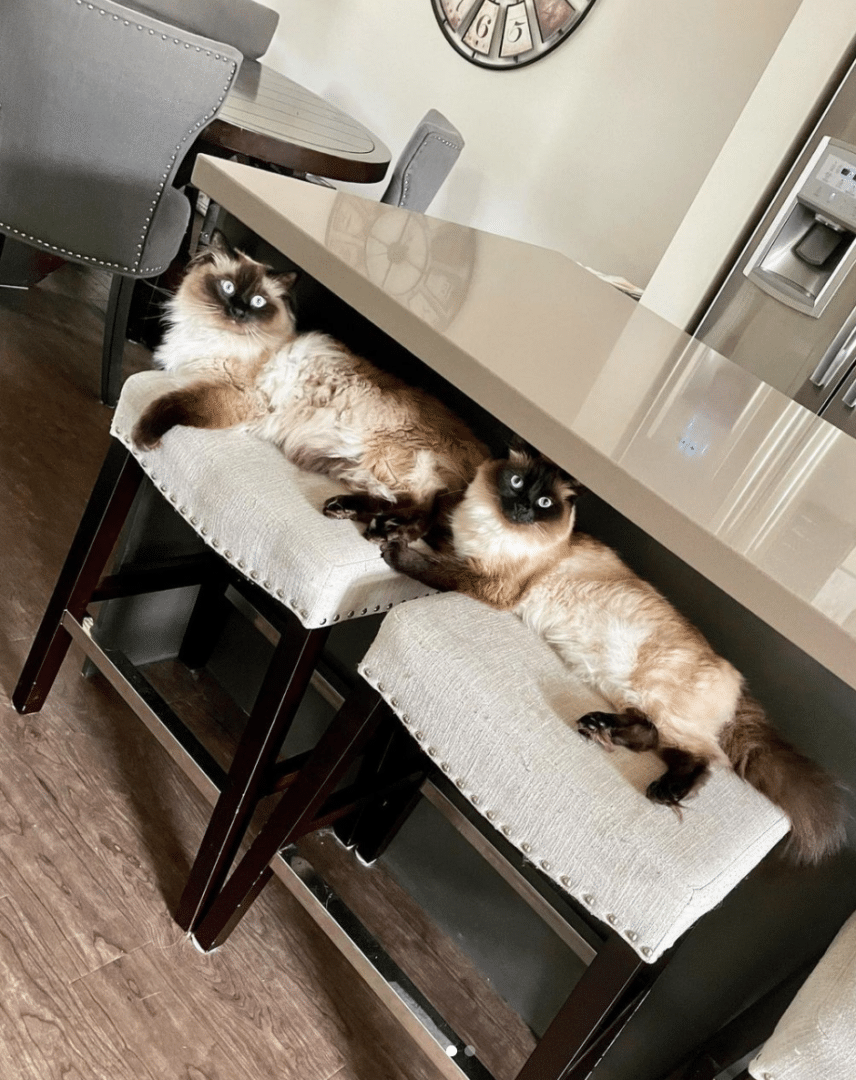 Hang Out with Sasha Logan: The Cozy World of Two Adorable Fluffy Kitties