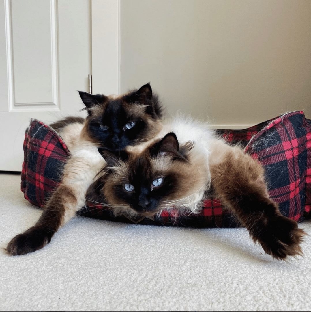 Hang Out with Sasha Logan: The Cozy World of Two Adorable Fluffy Kitties