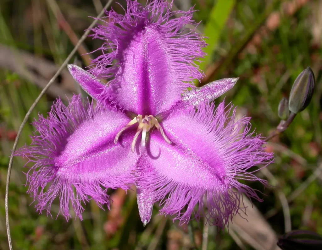 ""Thysanotus"