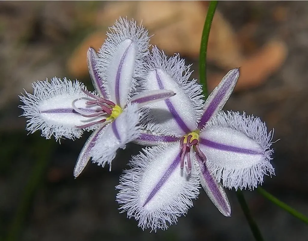 ""Thysanotus"