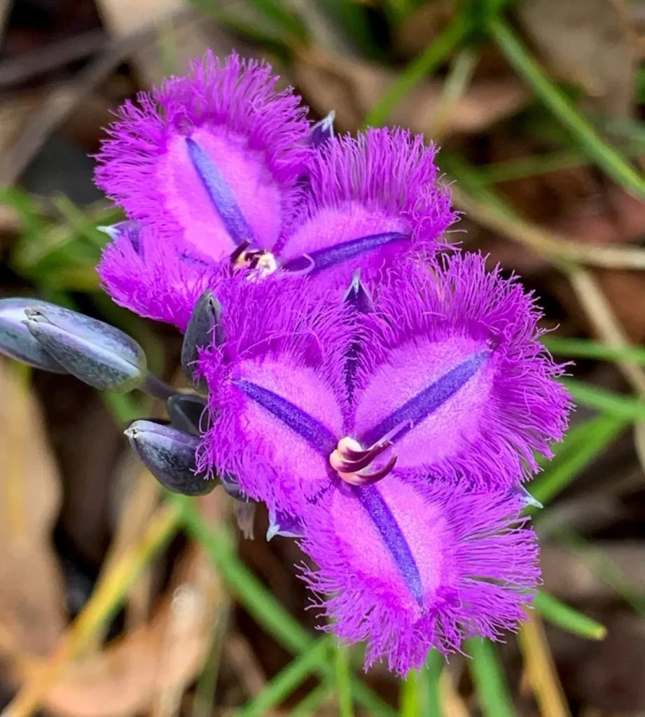 ""Thysanotus"