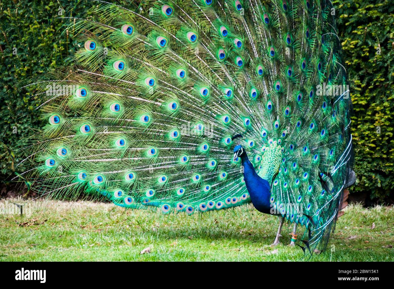 A male peafowl (peacock) with its tail feathers in full fan display. Picture taken in the gardens of Warwick Castle Stock Photo - Alamy