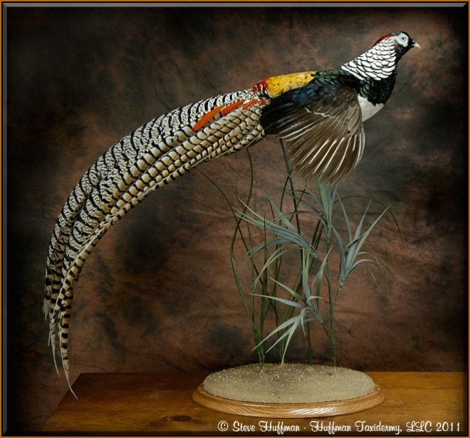 Amherst Pheasant Taxidermy Mount - Huffman Taxidermy LLC