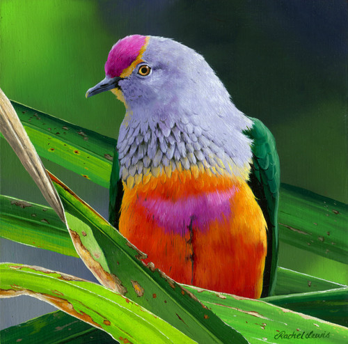 Rose-crowned Fruit-Dove | Rachel Lewis Artist