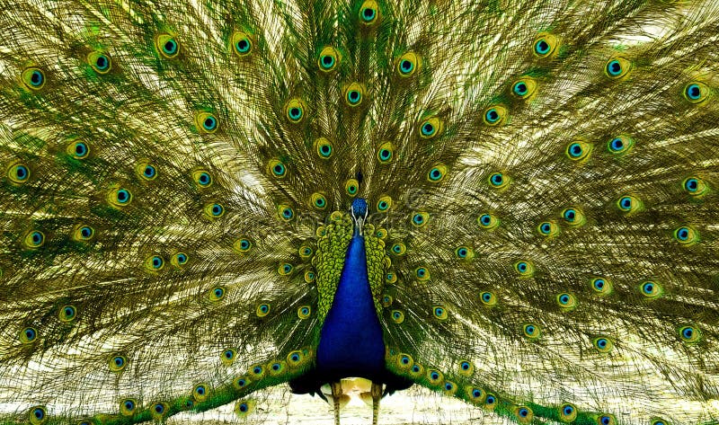 109 Peacock Splendor Stock Photos - Free & Royalty-Free Stock Photos from Dreamstime