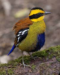 Birds - Bornean Banded Pitta (Hydrornis schwaneri) by Kenneth Cheong. |  Facebook