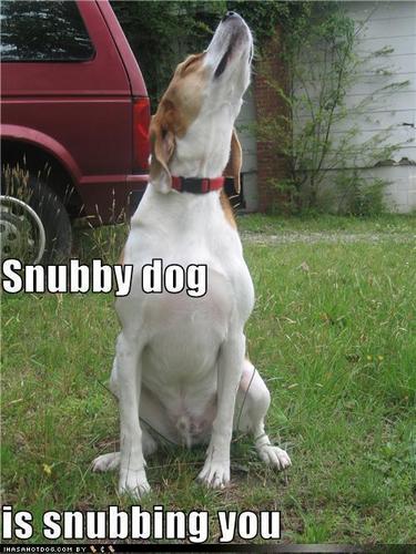 Sweet and Funny Dogs - Dogs Photo (28231047) - Fanpop