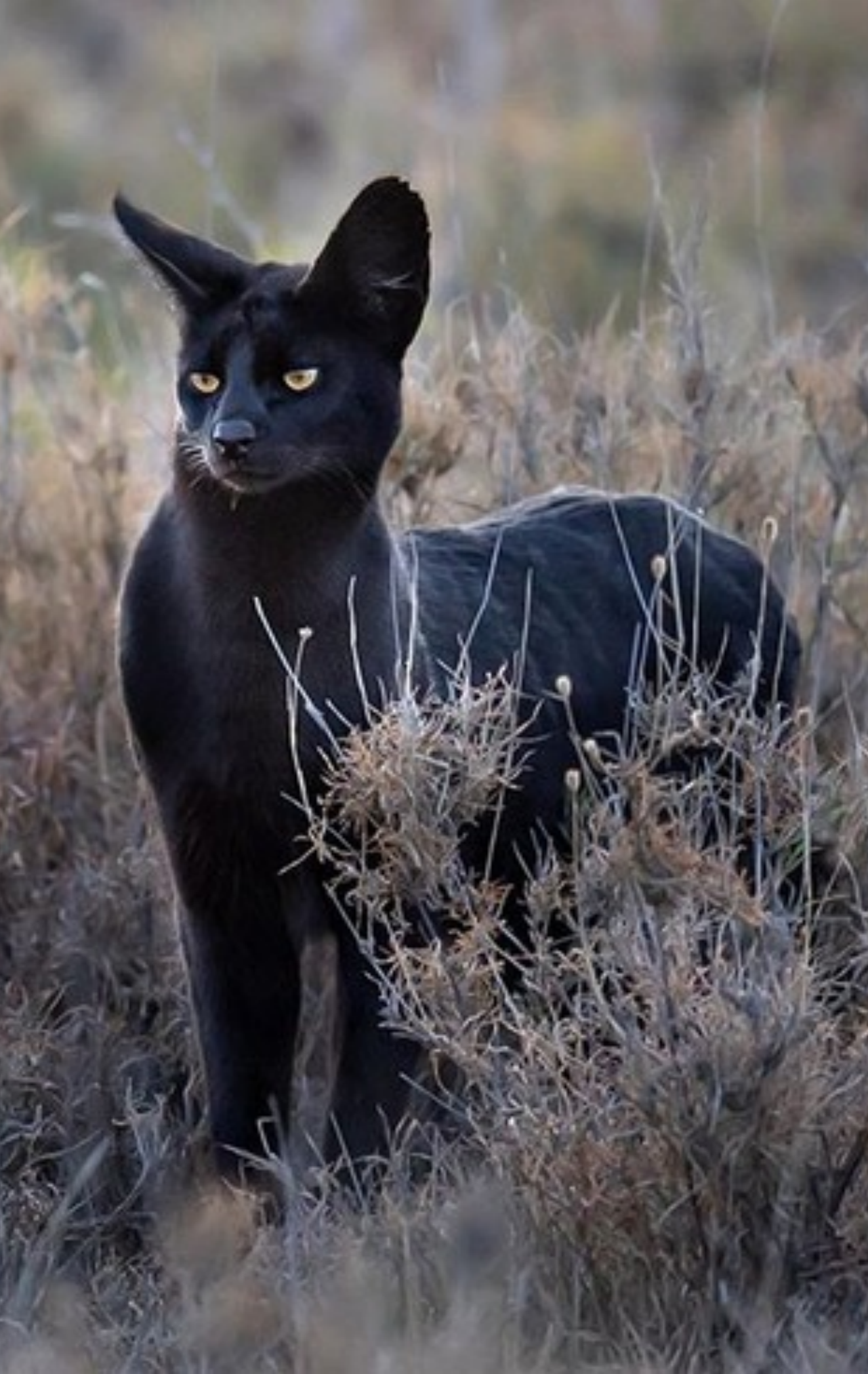 Discover the legendary African black cat with its captivating appearance.NgocChau