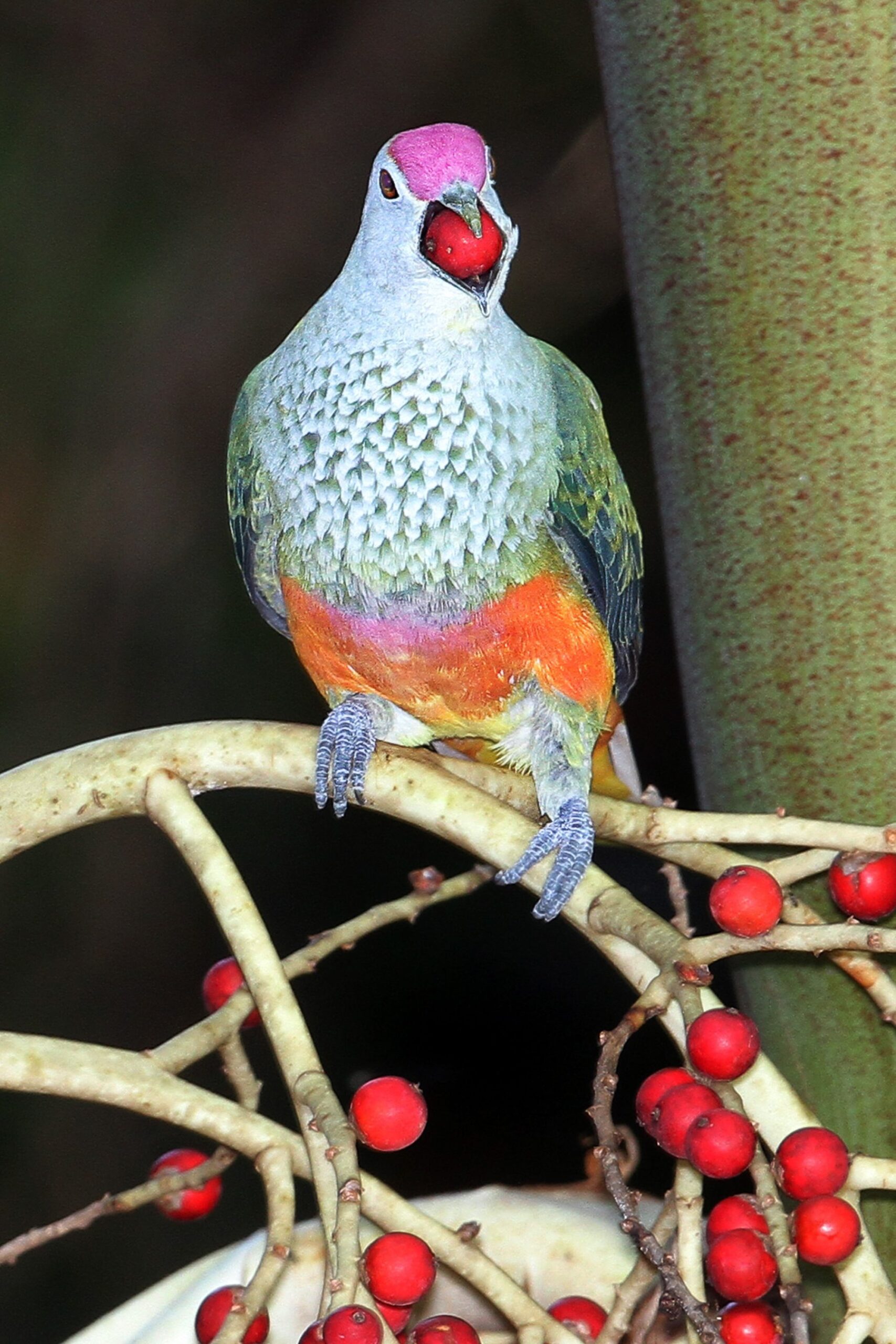 Rose-crowned Fruit-Dove (Ptilinopus regina)